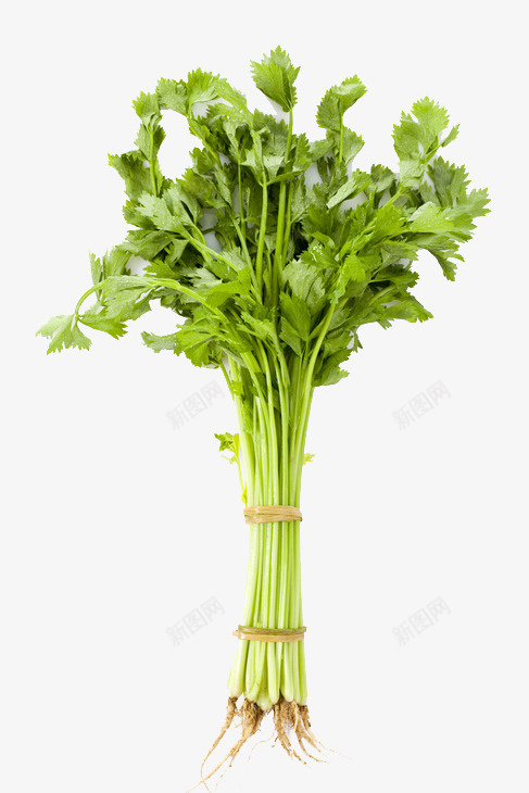 一捆芹菜png免抠素材_新图网 https://ixintu.com 一捆芹菜 叶子 实物 成捆的蔬菜 绿色 芹菜 茎叶子 蔬菜 香芹 香菇青菜
