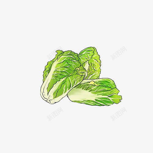 卡通绿色手绘大白菜png免抠素材_新图网 https://ixintu.com 健康 卡通 卡通大白菜 大白菜 手绘 插画 绿色 美食 蔬菜 食品