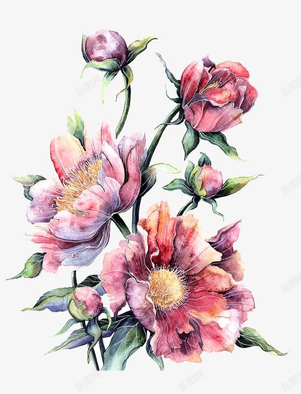 水彩盛开的粉色牡丹png免抠素材_新图网 https://ixintu.com 水彩牡丹 水彩画 牡丹花 粉色