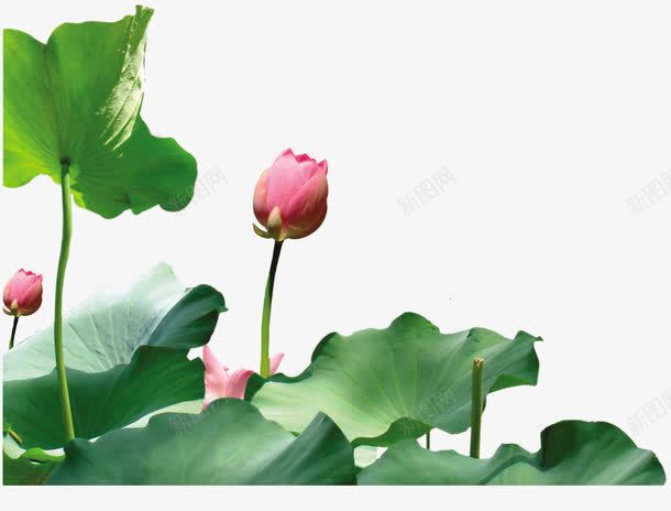 荷花荷花png免抠素材_新图网 https://ixintu.com 绿叶 花苞 荷花