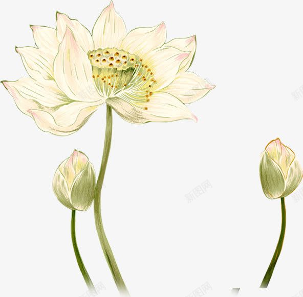 手绘白色荷花荷苞png免抠素材_新图网 https://ixintu.com 白色 荷花