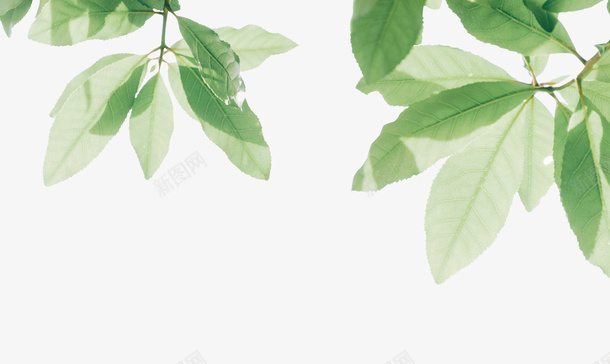 清透的绿色的叶子psd免抠素材_新图网 https://ixintu.com 叶子 春天 朝气 绿色 边缘