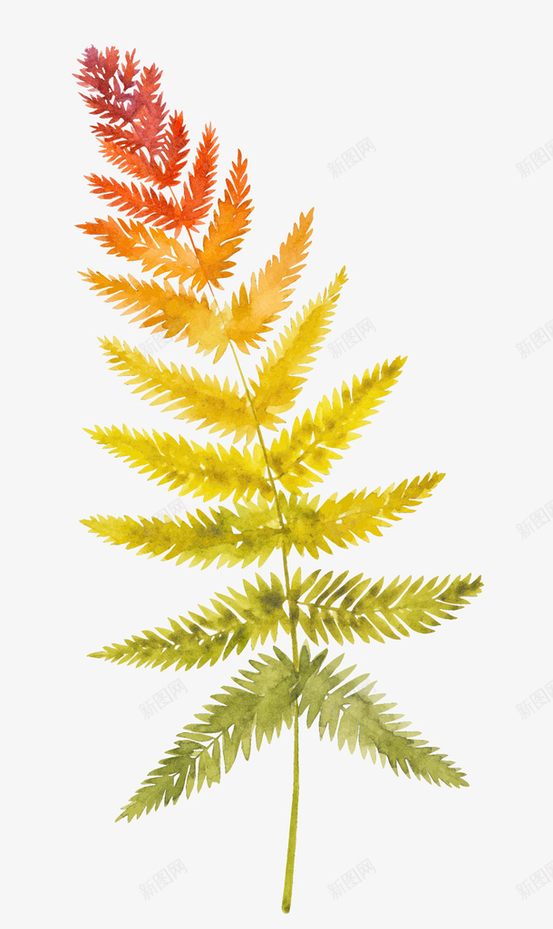 渐变的蕨类植物png免抠素材_新图网 https://ixintu.com 彩绘植物 渐变 渐变叶子 渐变样式 蕨类植物 蕨类植物矢量