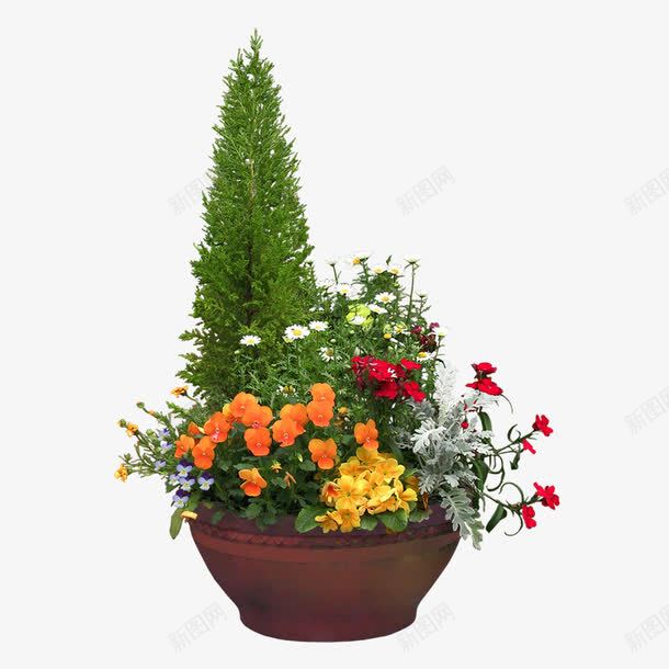 盆景png免抠素材_新图网 https://ixintu.com 室内植物 小花 植物 盆栽 绿色植物 花草 花草盆栽素材 藤蔓植物