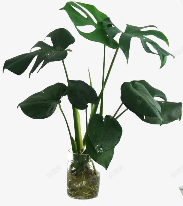 龟背竹png免抠素材_新图网 https://ixintu.com 植物 水培植物 玻璃瓶 盆栽 盆栽植物 绿色植物 花草 龟背竹