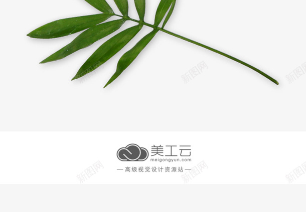 多种树叶风格png免抠素材_新图网 https://ixintu.com 不同款式 树叶 树枝 绿色 绿色植物