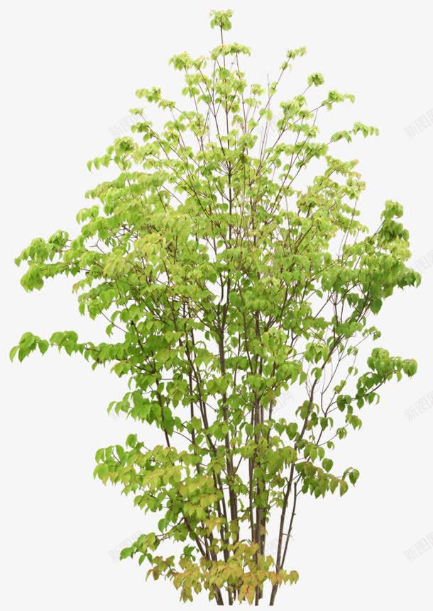 绿树png免抠素材_新图网 https://ixintu.com 春天 植树节 植物 绿树