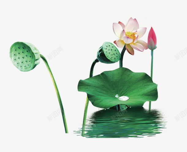 荷花png免抠素材_新图网 https://ixintu.com 夏季 水珠 水纹 绿色荷叶 荷花 莲蓬