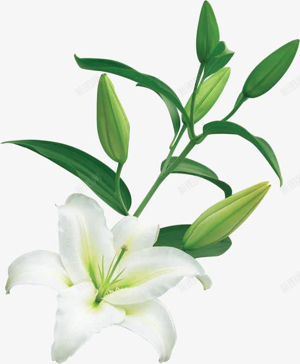 绿色时尚春天植物花朵png免抠素材_新图网 https://ixintu.com 时尚 春天 植物 绿色 花朵