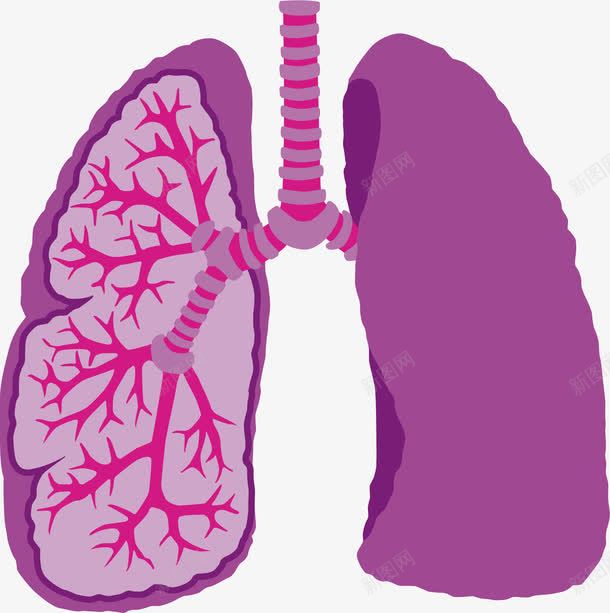 人体肺部png免抠素材_新图网 https://ixintu.com 器官 生物医药 生物医药产业 生物医药展板 生物医药彩页 生物医药整容 肺部