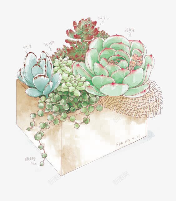 多肉植物png免抠素材_新图网 https://ixintu.com 卡通多肉 手绘 清新文艺 绿色植物 苔藓微景观