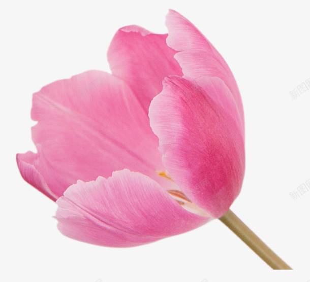 粉红色花春天花卉png免抠素材_新图网 https://ixintu.com 免抠PNG 春天相关 玫瑰花 粉红 粉红花 红玫瑰