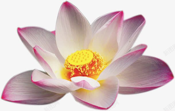 粉白色春天荷花装饰png免抠素材_新图网 https://ixintu.com 春天 粉白色 荷花 装饰