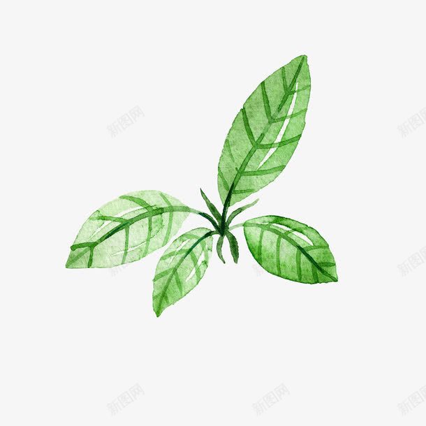 绿叶png免抠素材_新图网 https://ixintu.com 树叶 植物 水彩树叶 绿茶