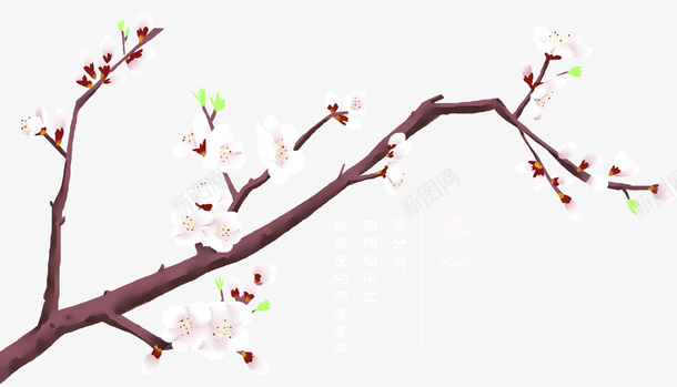 春分节气装饰手绘桃花psd免抠素材_新图网 https://ixintu.com 二十四节气 手绘插画 春分 春天 桃花 花卉 装饰图案