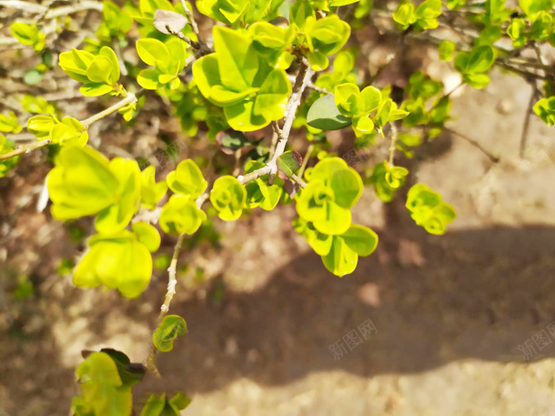 春天绿色花坛png免抠素材_新图网 https://ixintu.com 常青树 春天 绿意 绿色 绿色植物 花坛