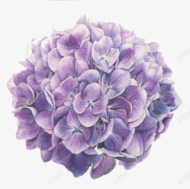 花卉组合绣球花png免抠素材_新图网 https://ixintu.com 单页 手绘 板报 海报 点缀 紫色 绣球花 花草 装饰