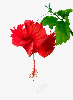 鲜艳的花png免抠素材_新图网 https://ixintu.com 春天 红花 绿叶
