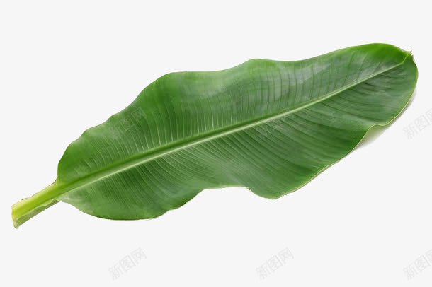 翠绿色芭蕉叶png免抠素材_新图网 https://ixintu.com PNG图片 嫩叶 实物 植物 翠绿色叶子 芭蕉叶 蕉叶