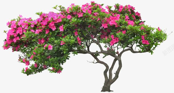 红花植物树杆绿色png免抠素材_新图网 https://ixintu.com 植物 红花 绿色