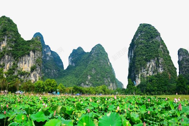 桂林山水美景png免抠素材_新图网 https://ixintu.com 万象美景 山水风景 广西旅游 桂林山水 桂林摄影图 水 湖 漓江 田园风光 自然景观 船 荷塘 荷花