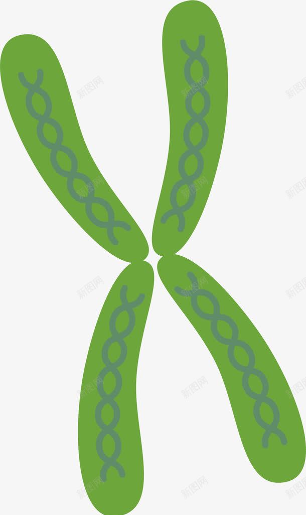 人体的生物细胞染色体png免抠素材_新图网 https://ixintu.com 医药 染色体 生物医药 生物医药产业 生物医药展板 生物医药广告 生物医药整容