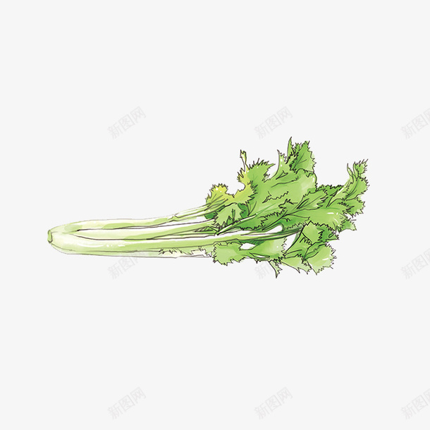 手绘芹菜芹菜叶png免抠素材_新图网 https://ixintu.com 免费抠图 叶子 手绘 绿色 绿色蔬菜 芹菜 芹菜叶 芹菜梗