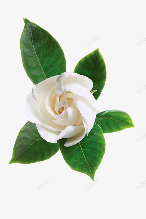 白色茉莉花png免抠素材_新图网 https://ixintu.com 叶子 白色 花卉 花瓣 花苞 茉莉花 茉莉花瓣