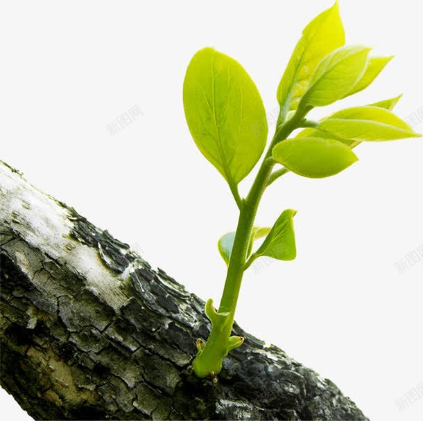 绿色发芽树叶生机树干png免抠素材_新图网 https://ixintu.com 发芽 树叶 树干 生机 绿色