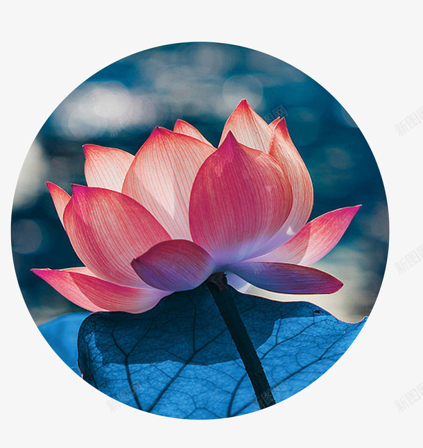 手绘水彩荷花荷叶psd免抠素材_新图网 https://ixintu.com 夏季 夏至 手绘 手绘水彩荷花荷叶 水彩 竹子荷花荷叶满池塘 荷叶 荷花