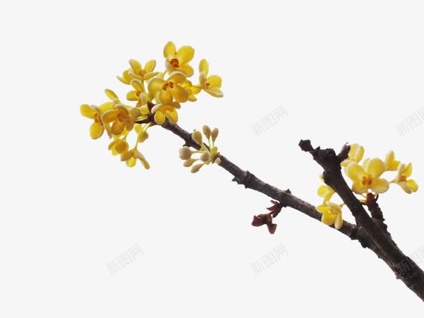 黄色桂花海报png免抠素材_新图网 https://ixintu.com 桂花 海报 黄色