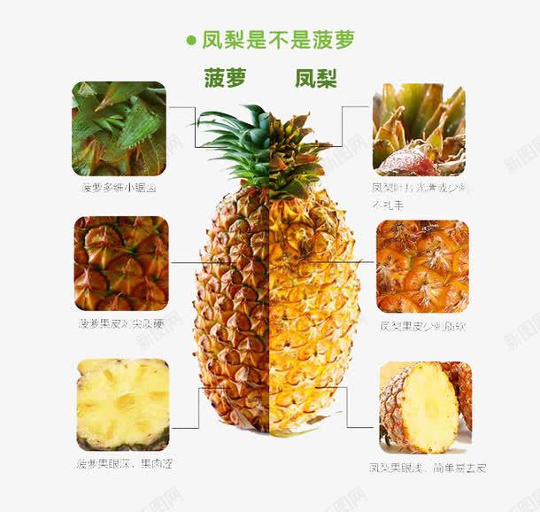 菠萝凤梨详情页说明png免抠素材_新图网 https://ixintu.com 凤梨 菠萝 详情页说明