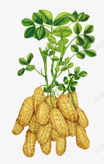 手绘花生生长图png免抠素材_新图网 https://ixintu.com 手绘 植物 绿叶 绿色 美食 花生 落花生 食材 黄色
