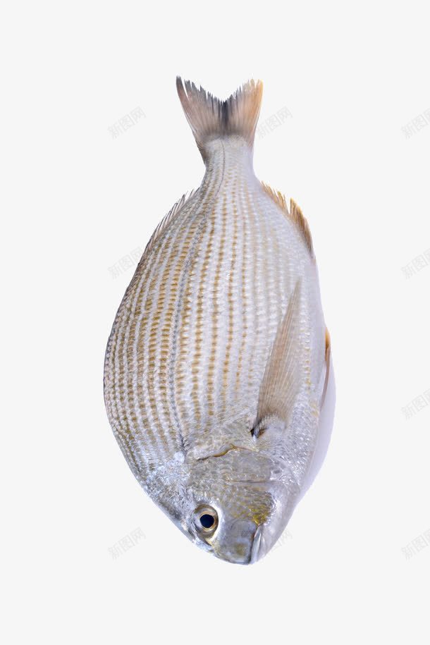 一条活鱼png免抠素材_新图网 https://ixintu.com 新鲜的淡水 水族箱 水煮鱼 活鱼 海里的鱼 生活鱼场 生活鱼馆 白色的鱼 美食 葱椒活鱼 鱼类 鱼馆餐饮 鲳鱼