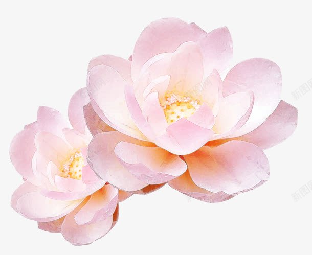 水彩手绘桃花png免抠素材_新图网 https://ixintu.com 手绘桃花 桃花 水彩桃花 盛开桃花