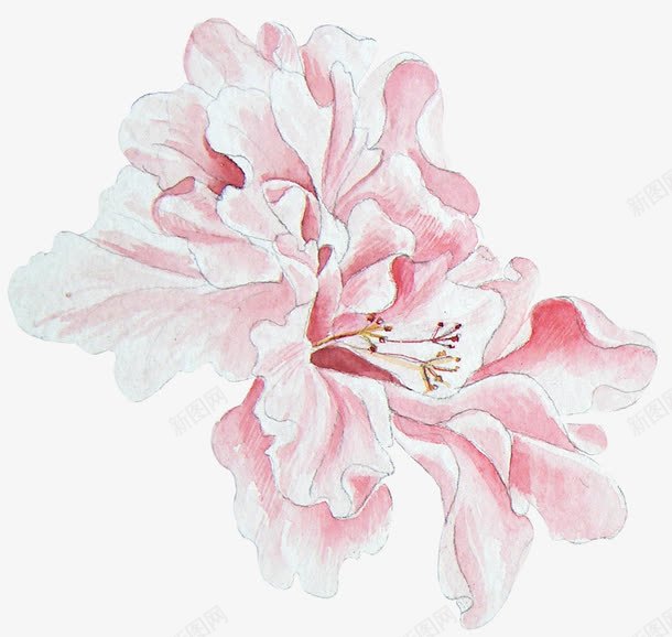 手绘牡丹花png免抠素材_新图网 https://ixintu.com 卡通花 唯美 唯美花簇 手绘 手绘花 手绘花饰素材 春天 水彩 清新
