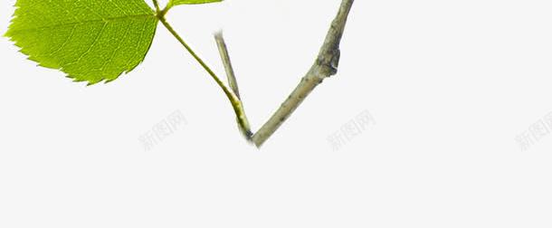 绿叶春天环境png免抠素材_新图网 https://ixintu.com 春天 环境 素材 绿叶
