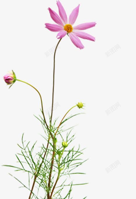 唯美花卉春天手抄报png免抠素材_新图网 https://ixintu.com 抄报 春天 花卉