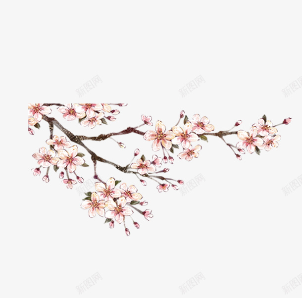 清新淡雅花朵png免抠素材_新图网 https://ixintu.com 古风 山水画 水彩 淡雅 清新 粉色 花朵 花枝 花瓣