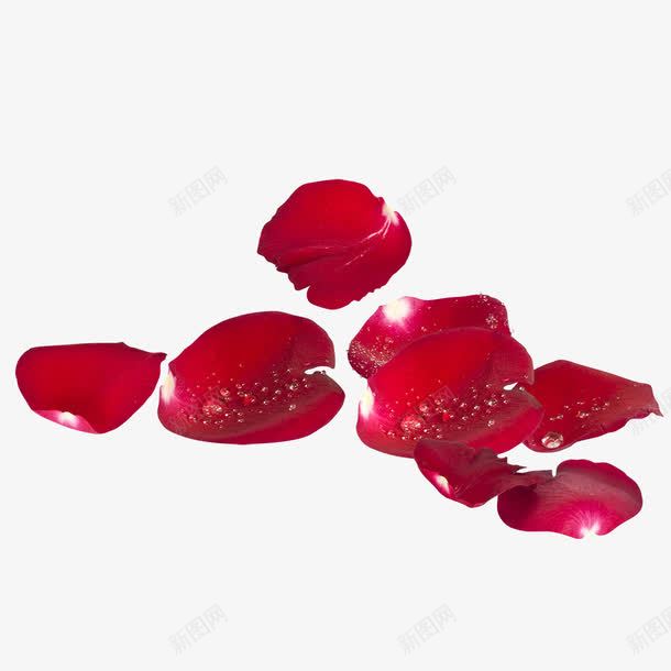 鲜艳玫瑰花瓣png免抠素材_新图网 https://ixintu.com 散落 水滴 玫瑰花 红色 花瓣 花草