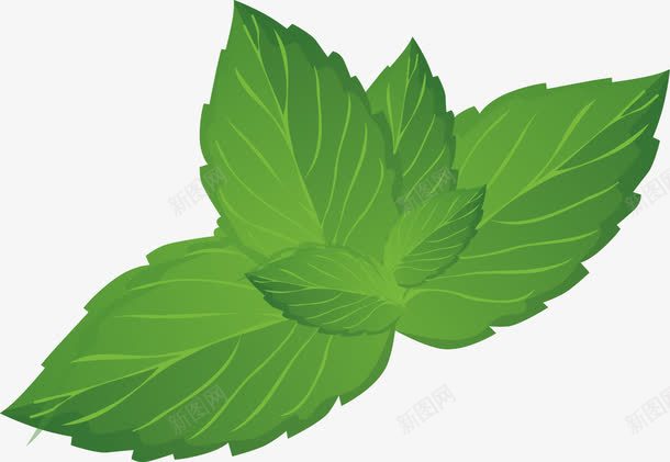 绿色薄荷叶png免抠素材_新图网 https://ixintu.com 叶子 手绘 绿色 蔬菜 薄荷