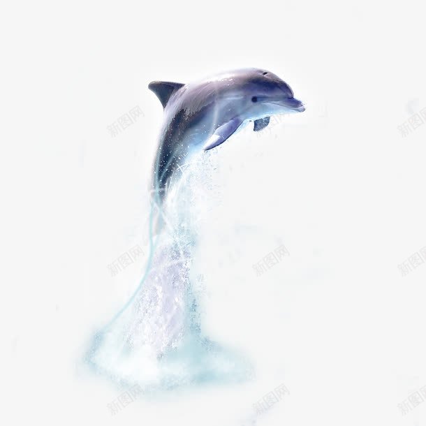 海豚png免抠素材_新图网 https://ixintu.com 水浪 波浪 海豚 跳跃