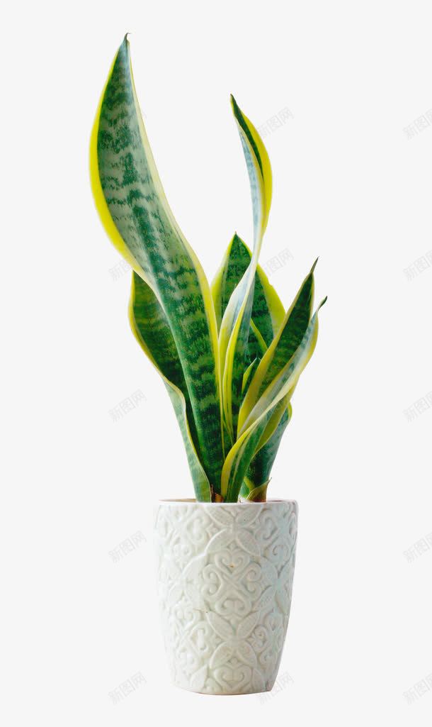 夏日植物绿色渐变质感叶子png免抠素材_新图网 https://ixintu.com 叶子 夏日 植物 渐变 绿色 质感