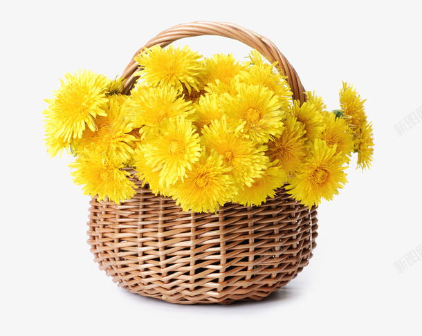 一篮子黄色菊花psd免抠素材_新图网 https://ixintu.com 一篮子菊花 免费菊花 免费菊花素材 法国蜡菊 清新菊花图案 篮子 菊花 菊花图案 菊花花束 鲜花 黄色 黄色菊花