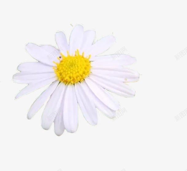 洁白的菊花png免抠素材_新图网 https://ixintu.com 免扣 免扣素材 植物 母菊 白色