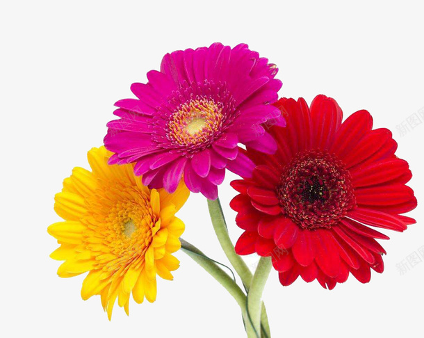绽放的花朵png免抠素材_新图网 https://ixintu.com 卡通 彩色 手绘 清香 百花绽放 美丽 艳丽 芳香 鲜艳