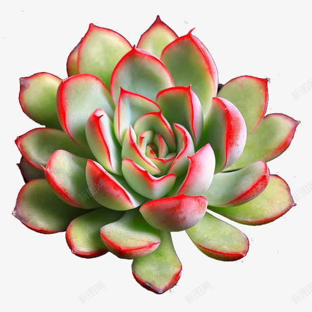 多肉植物3png免抠素材_新图网 https://ixintu.com 多肉 多肉植物 植物 盆栽 绿色 花 花盘 装饰