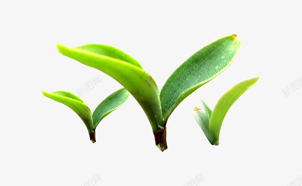 小草png免抠素材_新图网 https://ixintu.com 发芽 小苗 小草 小草生长过程图 环保 种子