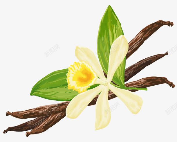 手绘香草荚png免抠素材_新图网 https://ixintu.com 淡黄色花朵 清新手绘香料 绿叶 香草荚