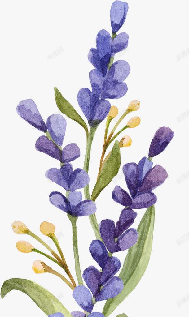 薰衣草png免抠素材_新图网 https://ixintu.com 小清新 水彩 花朵 薰衣草 鲜花